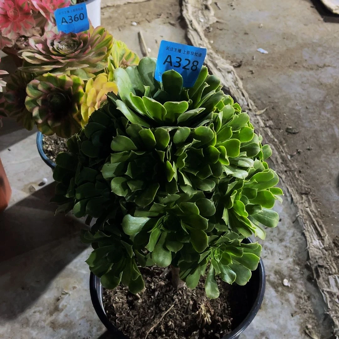 瑶*绿玫瑰328带土球