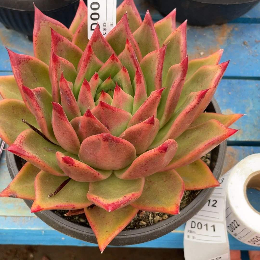 无花朵若如东云单拍D002