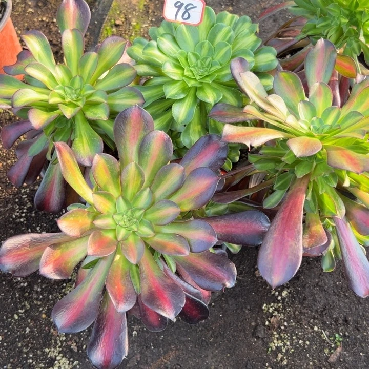 多肉植物98不售后