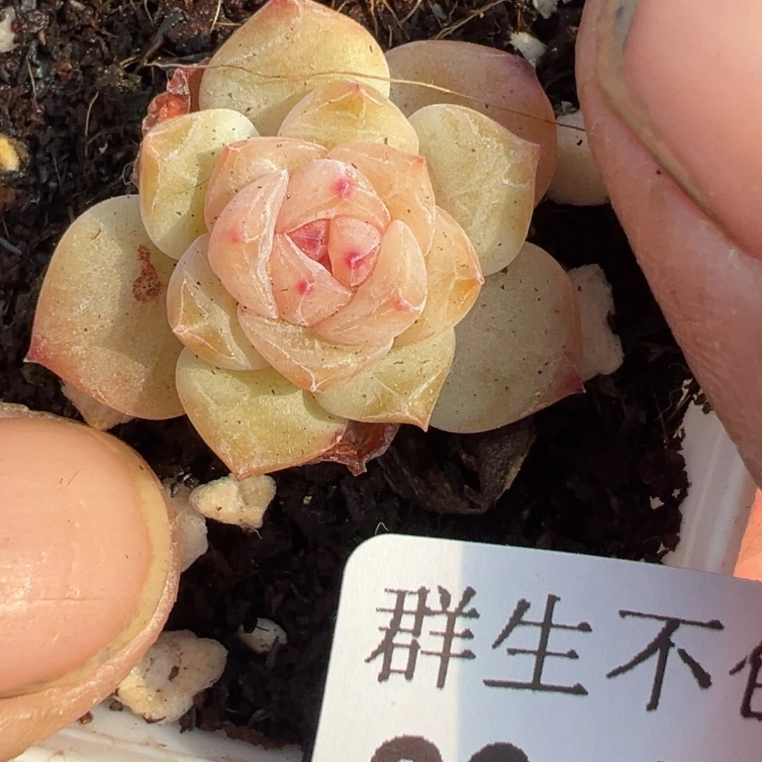 小卡拉米糖心一物一拍29-103