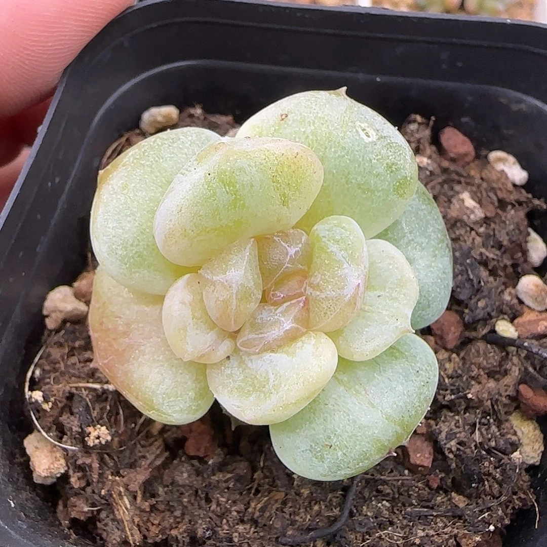 750糖心石化【满29包邮非偏远】