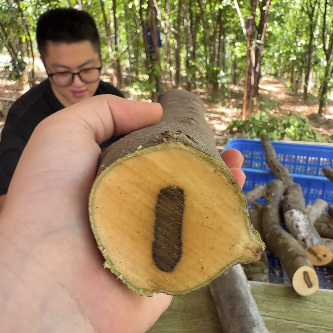 线香奇楠沉香原木