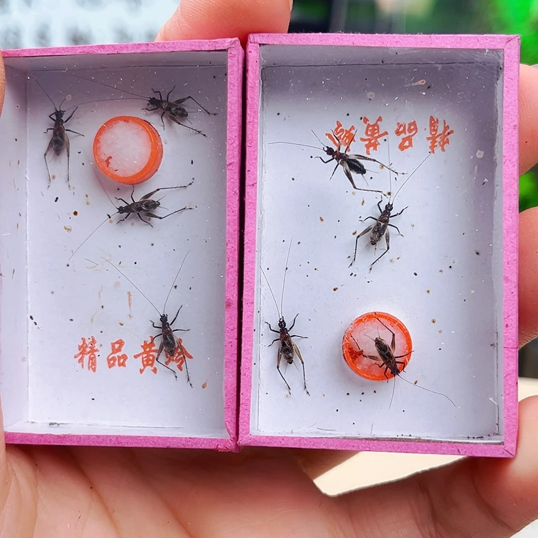 拍拍下发两盒墨铃