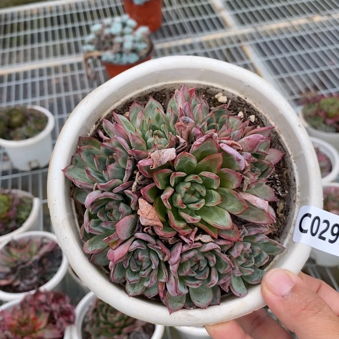 2933蓝龙一物一拍