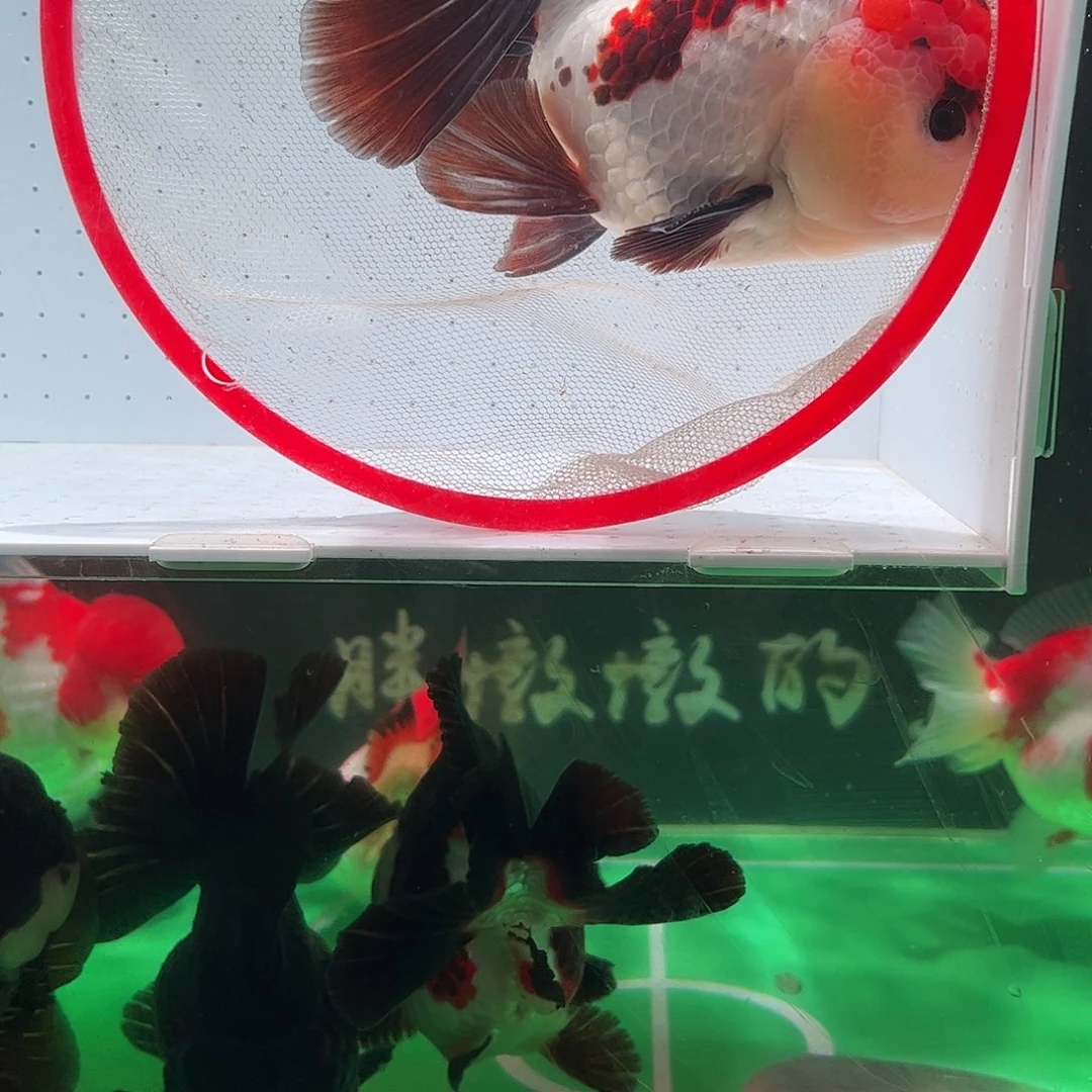 金鱼玛丽三色268.