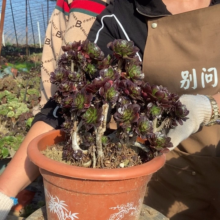 光***狂A847个科目呵呵女黑豆