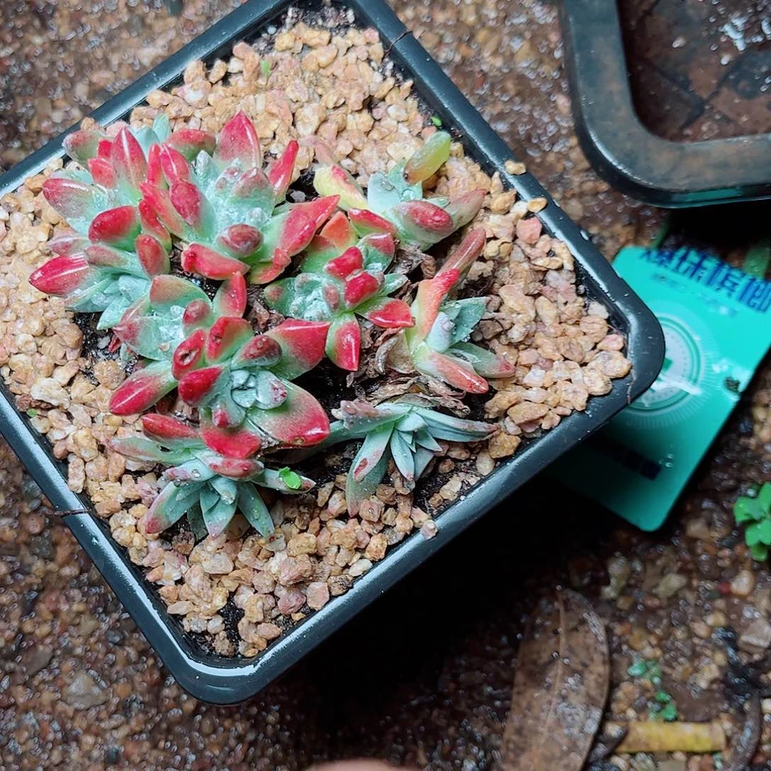 1094刘丹杂交多肉