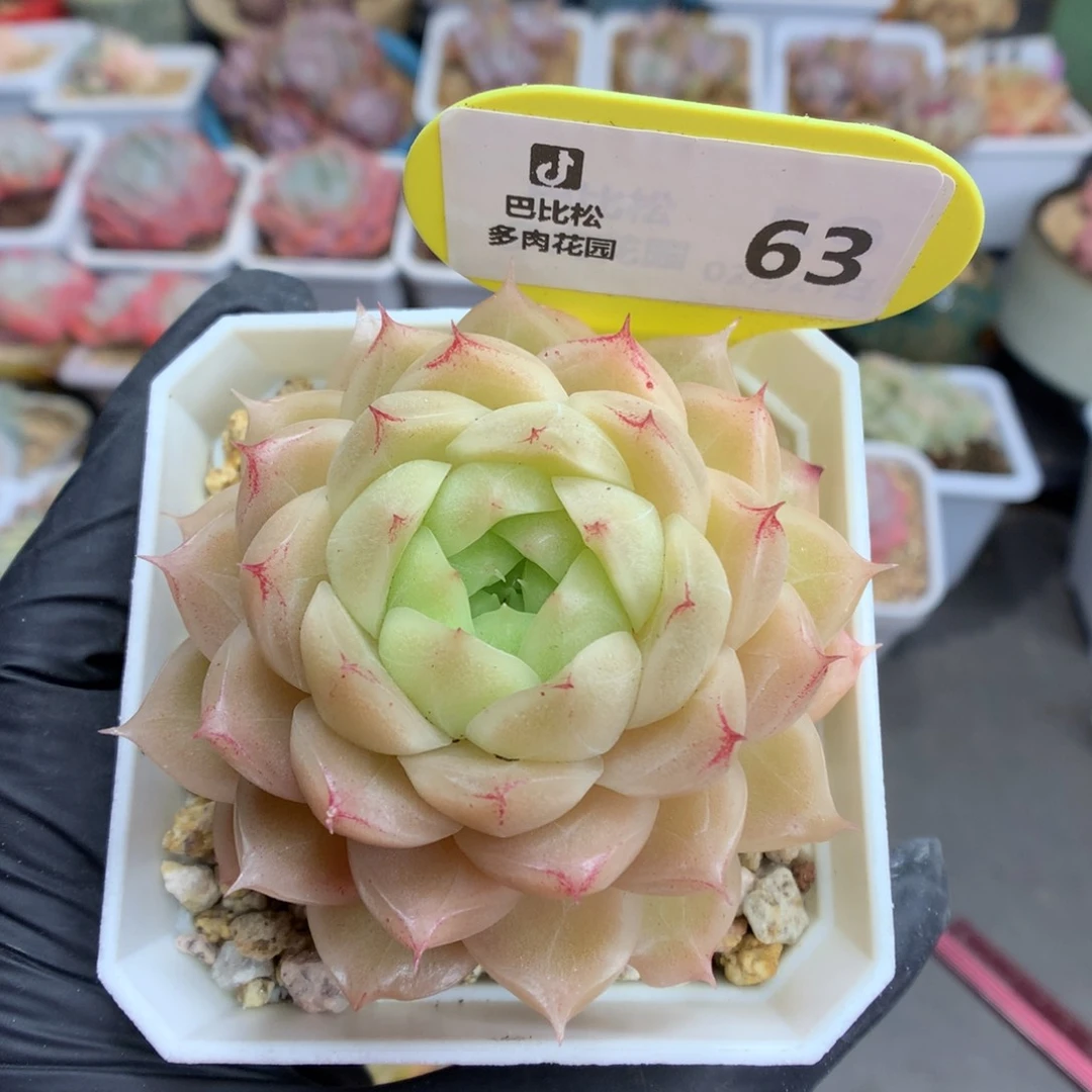 63 包子脸钻石心麦杆