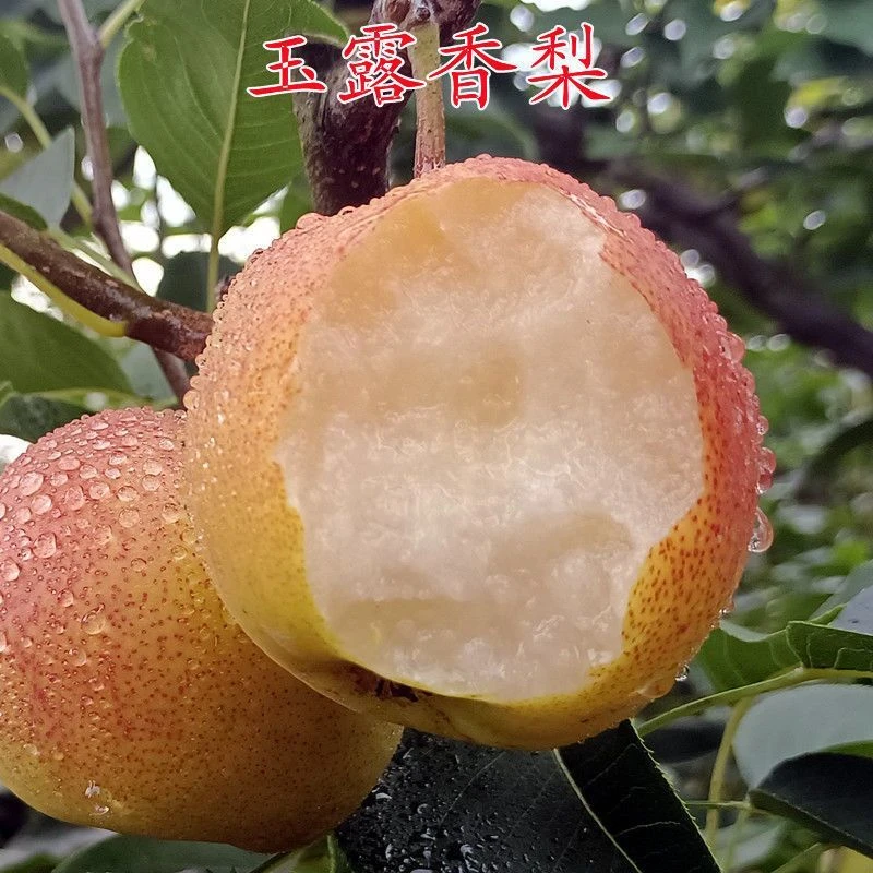 玉露香梨树苗特大梨南方北方种植庭院地栽果树耐寒芬贸苗圃