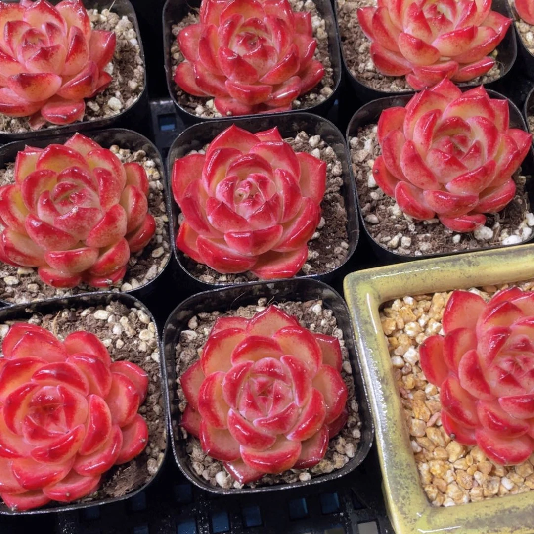 量拍47号 红色个体全状态夜魔侠单头一个