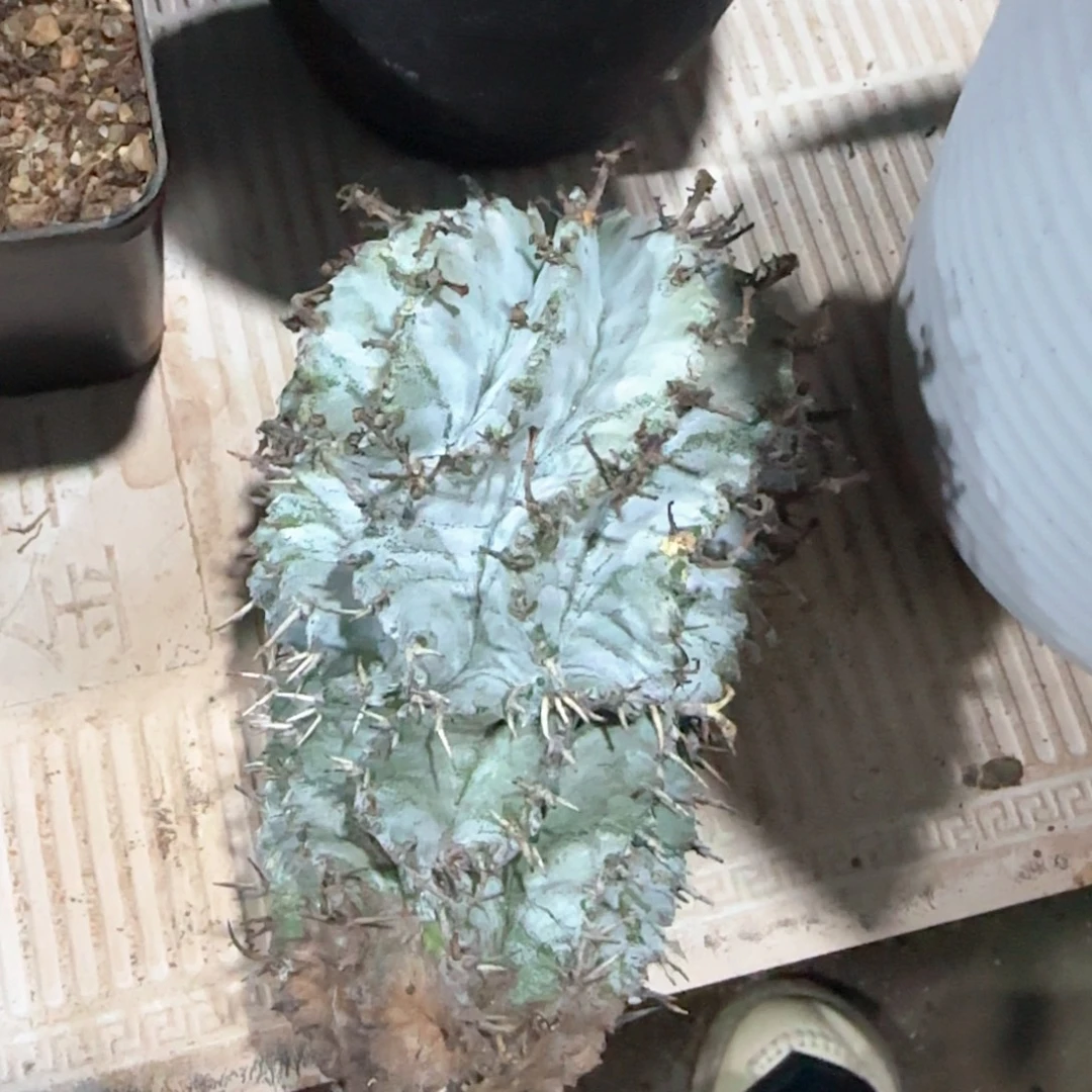 西***人专拍 太白肌白衣魁伟玉