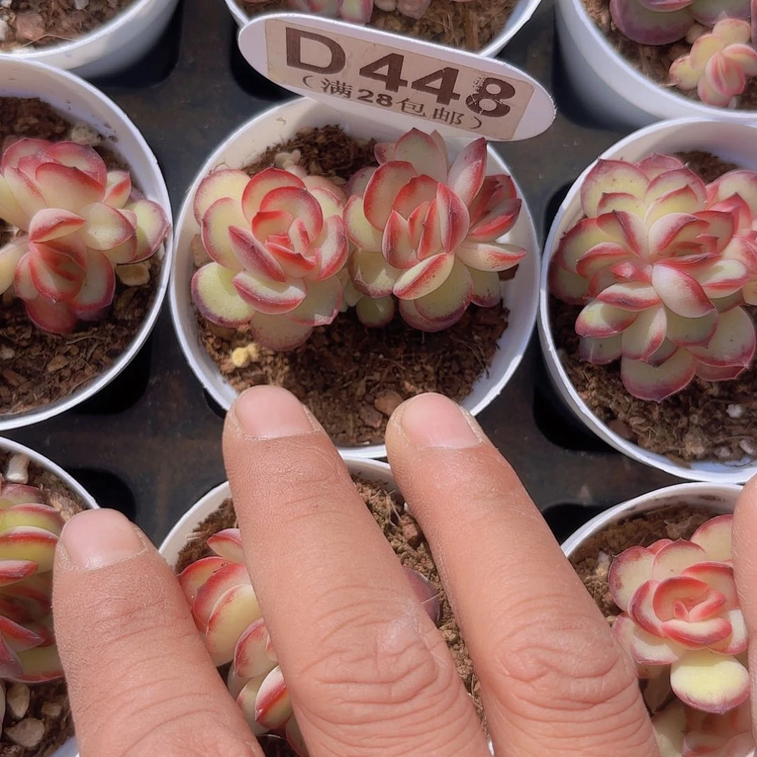 D448肉酱玫瑰一物一拍