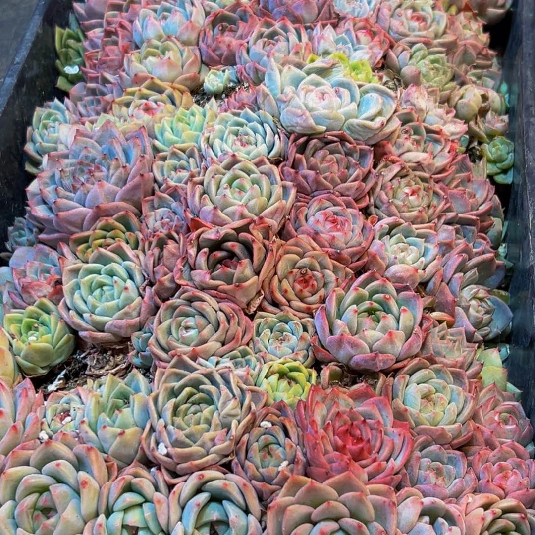 062多肉葡萄领导人物库资料