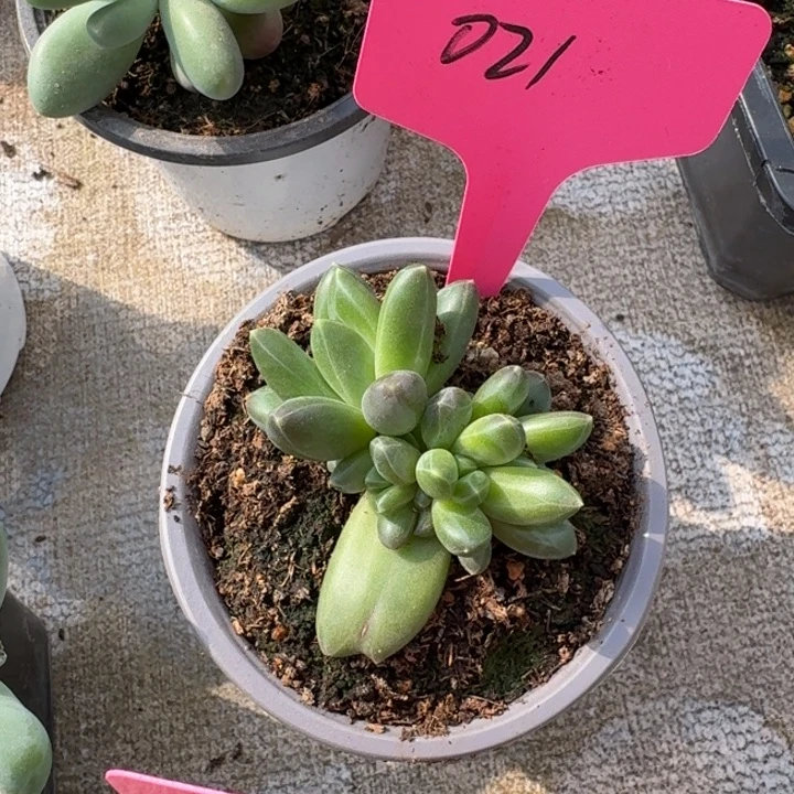 021领航员新号福利价