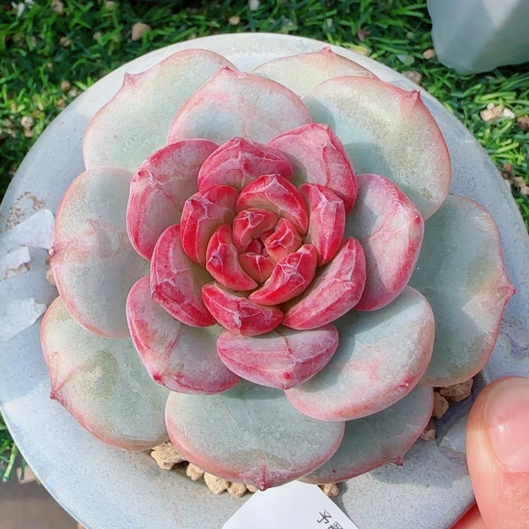 雪色浪漫，9879多肉植物