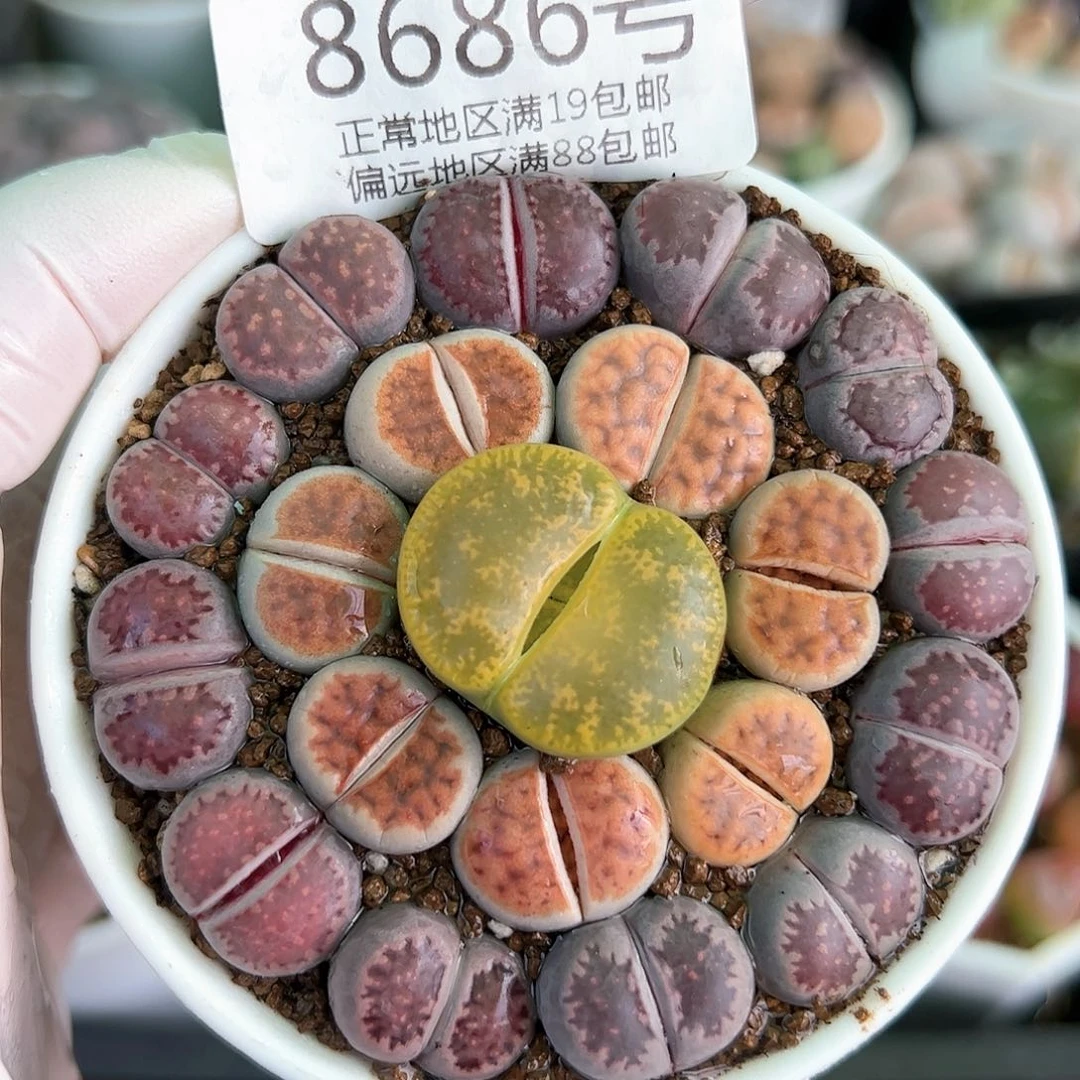 好养易活生石花大母本8686