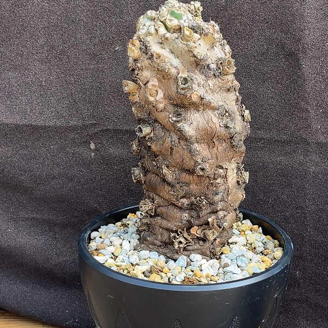 精品火山大戟，熟桩，7.8公分