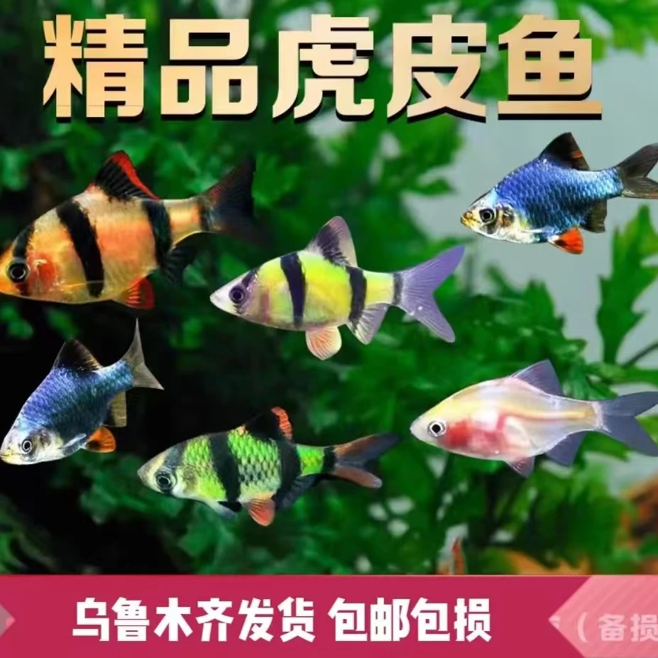 虎皮四间观赏鱼 新疆包邮淡水鱼小型热带鱼大型冷水鱼好养鱼粮