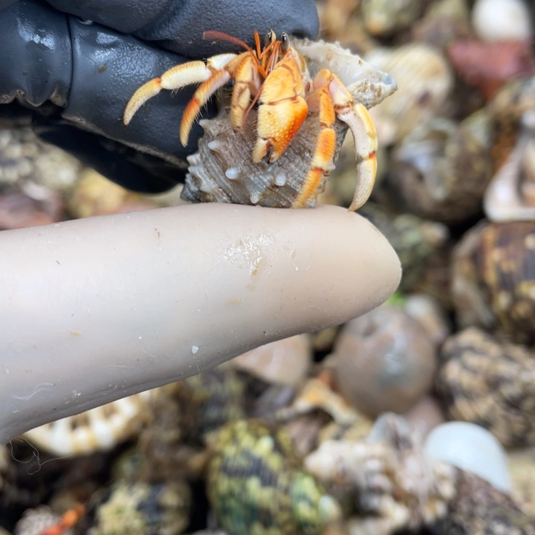 不退不换活体宠物160