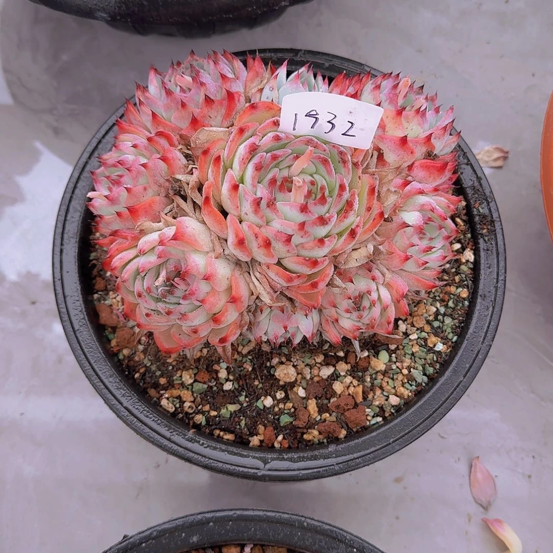 土**?1932吉娃娃多肉植物