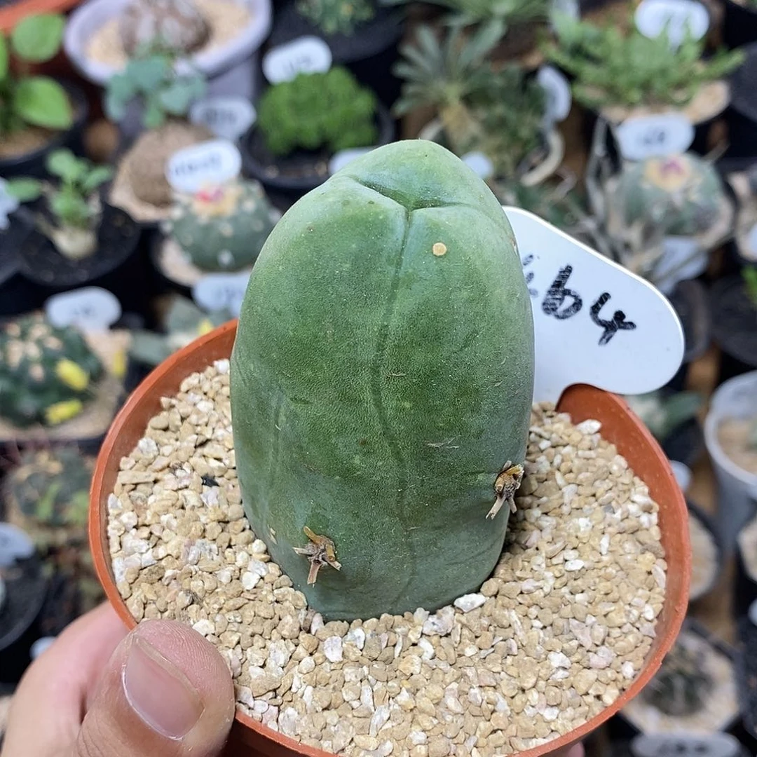 程程柱464号5.1cm