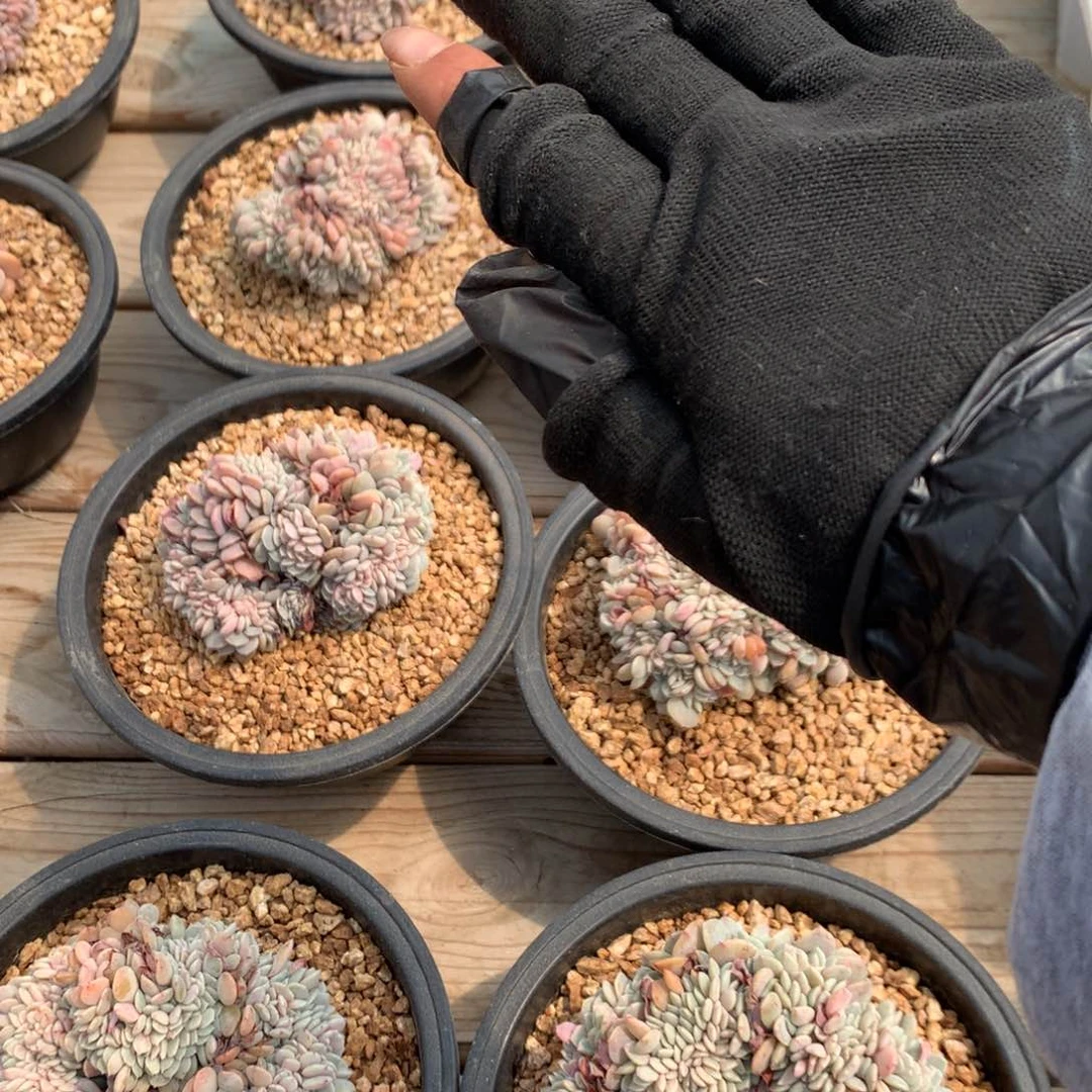 韩版海棠花，随机，售后范围：签收起7天内，录开箱视频
