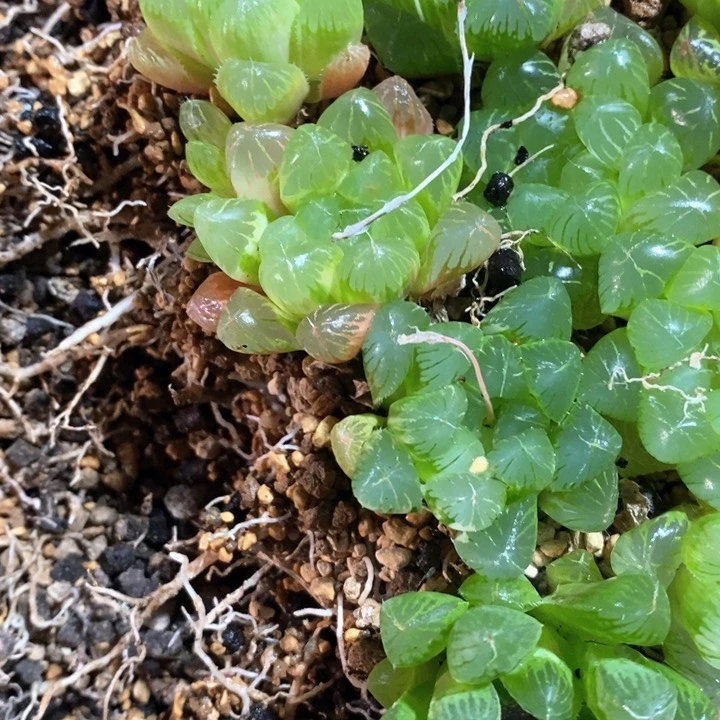 好***钱2073 一整排福利