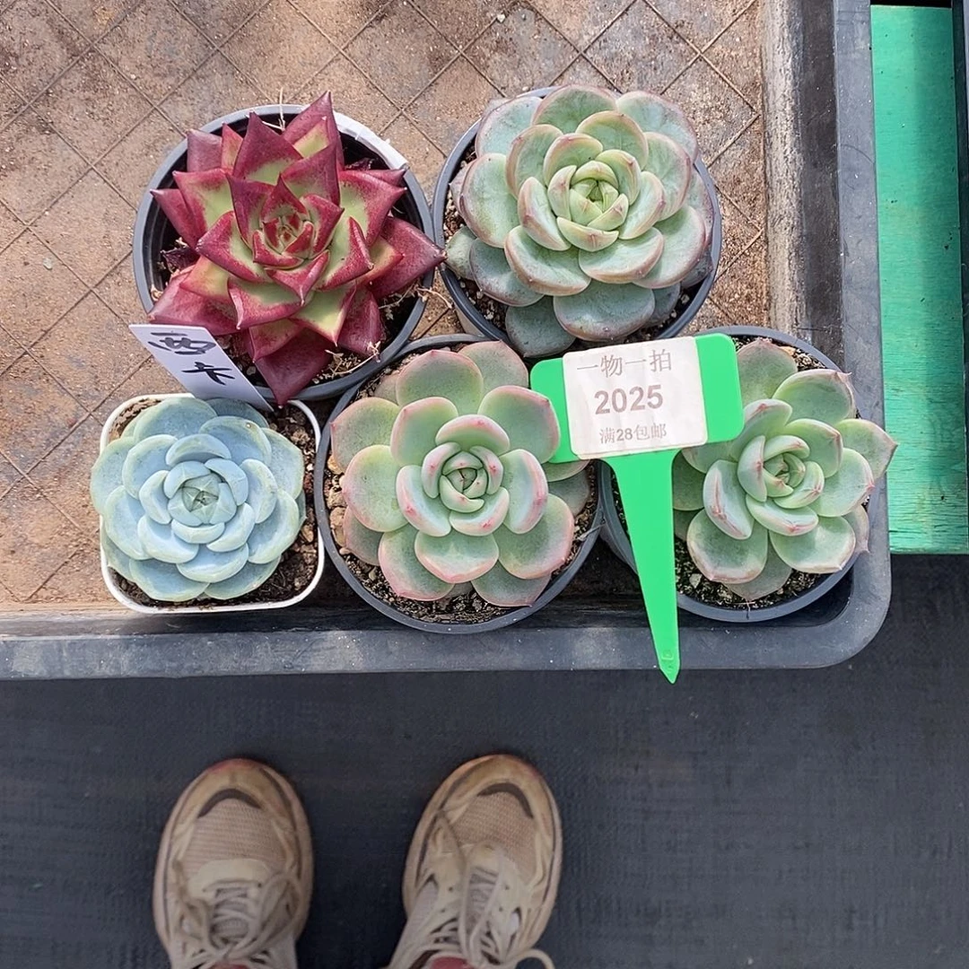 婕***卡2025    5颗发货