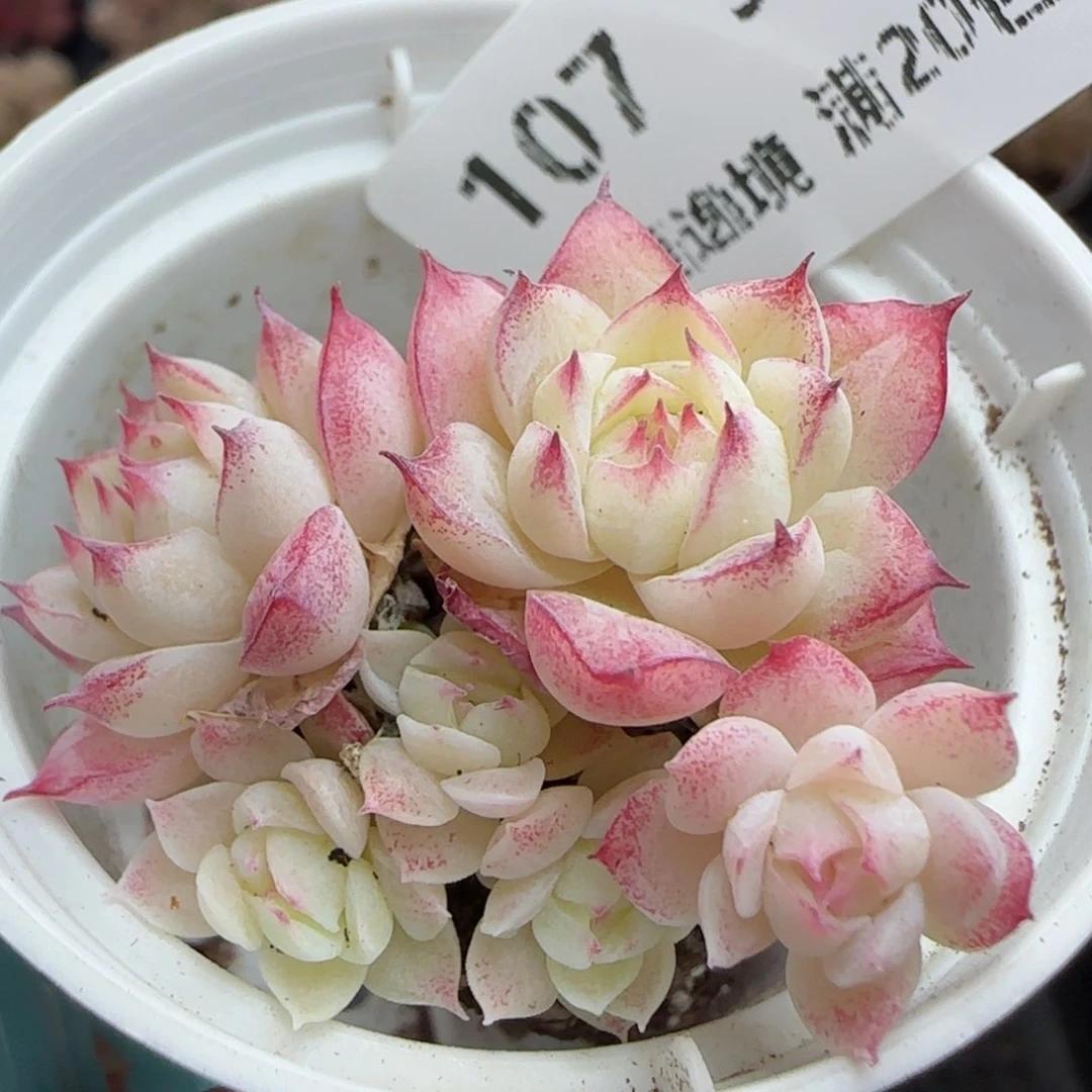 花语逸境0310-107