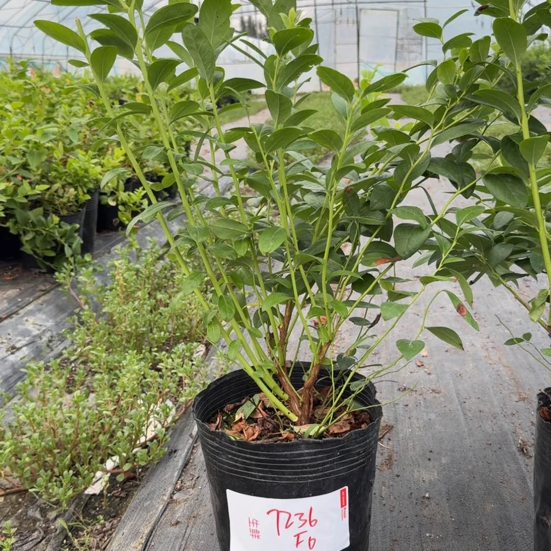 冰***蓝大钵F6一物一拍7236