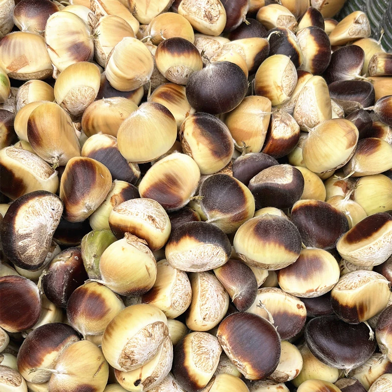 新鲜嫩板栗罗田板栗毛板栗2025年现摘现发