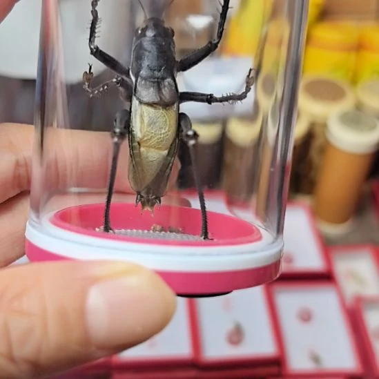 蟋蟀郝建伟大包蝈蝈连筒一套