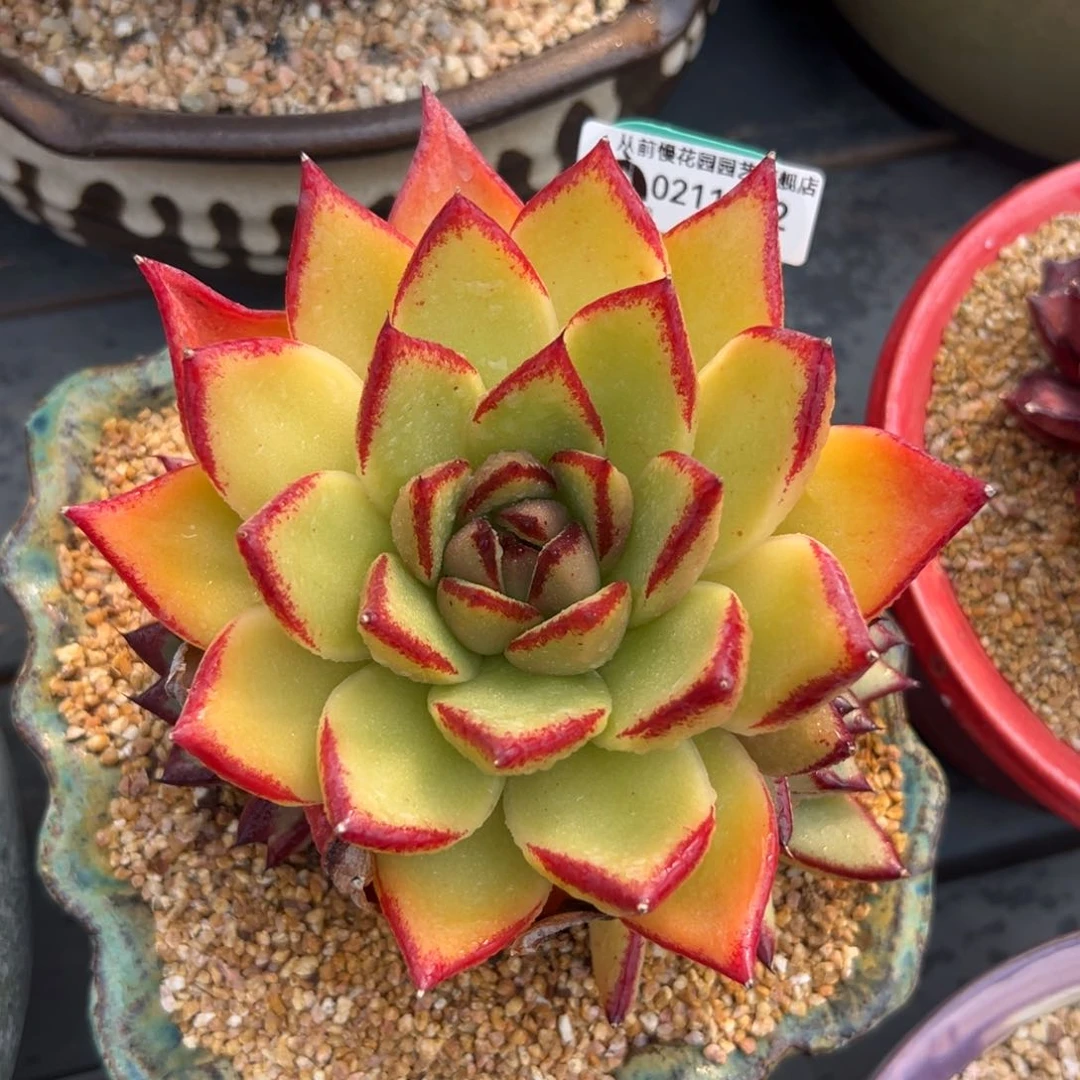 多肉一物一拍0211-52