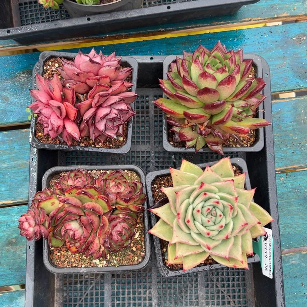 多肉一物一拍0119-26