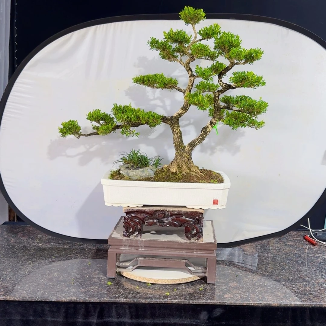 无花朵高端黄杨盆景艺术