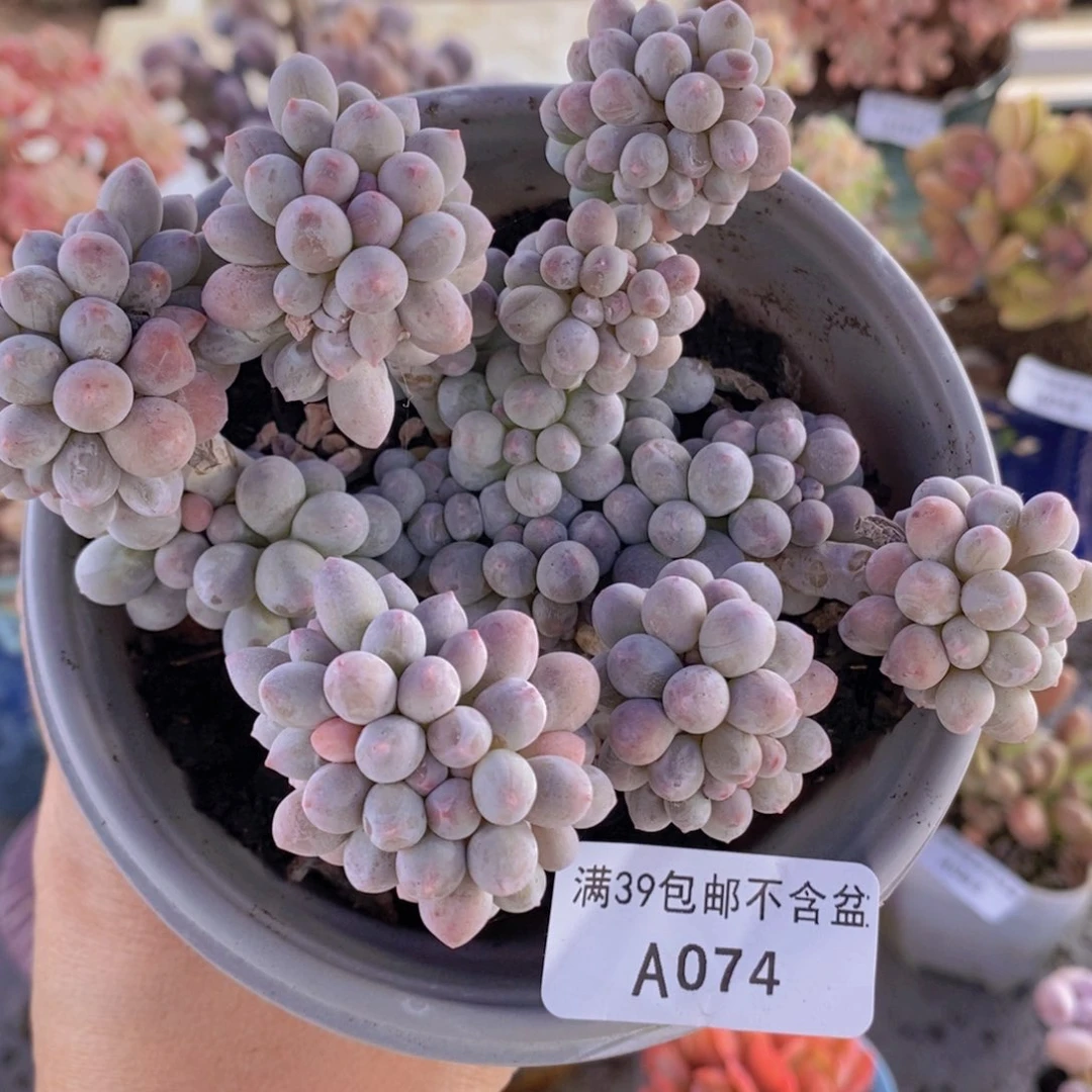 香水手指奶10cm074多肉植物
