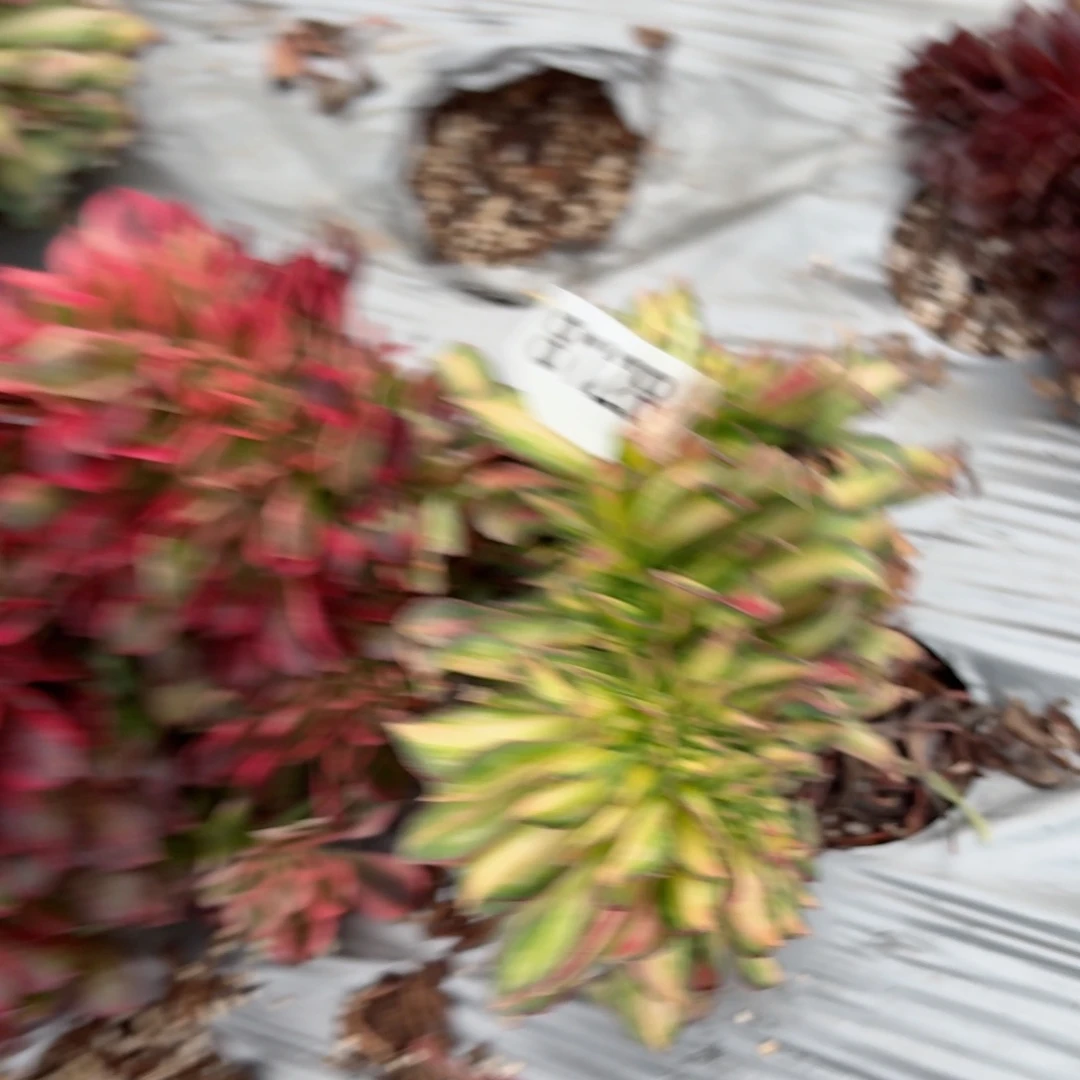 我8128 号多肉法师特价