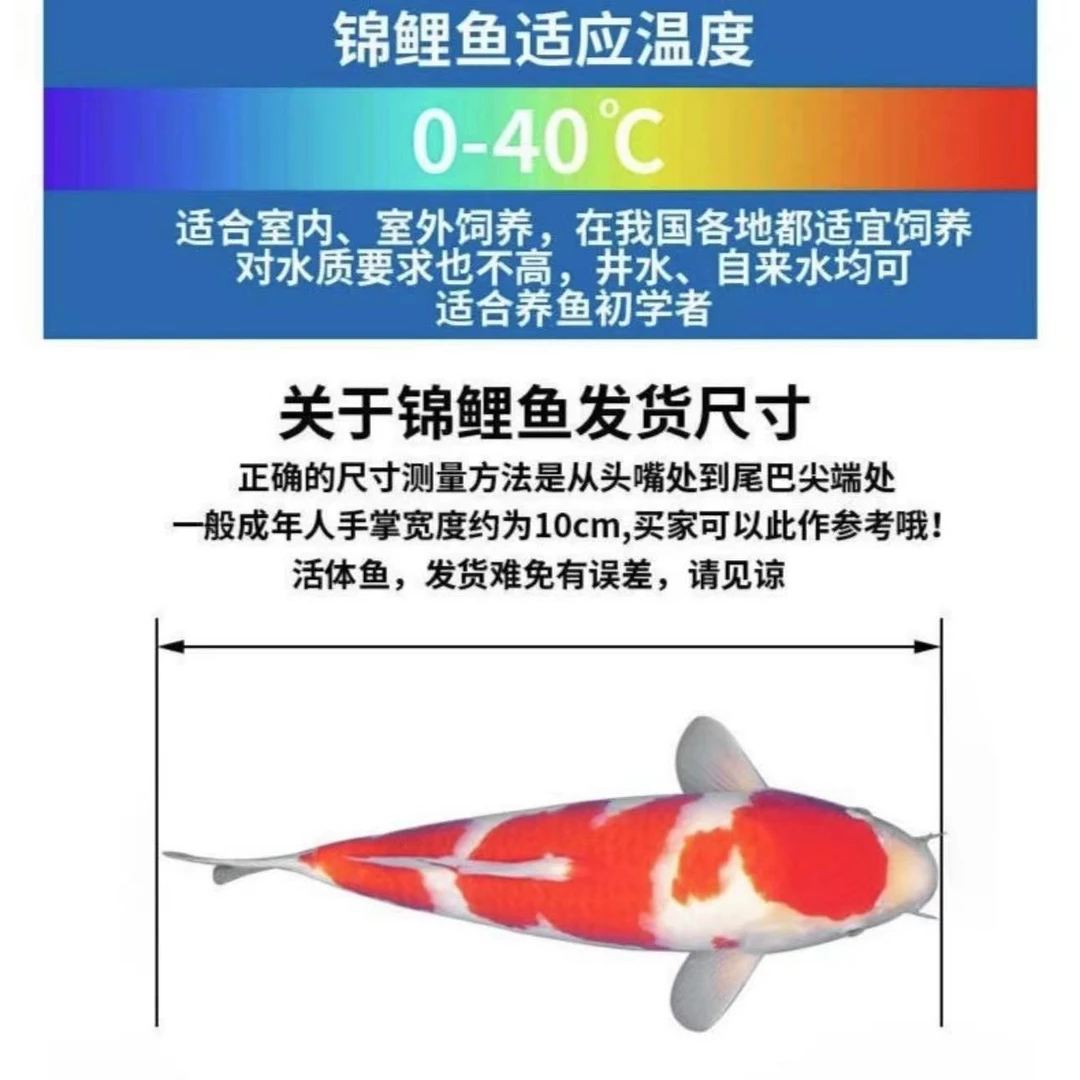 精品留养锦鲤淡水观赏鱼（图片仅供参考以实物为准）