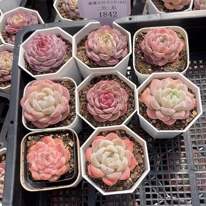 薇薇安园艺多肉1842