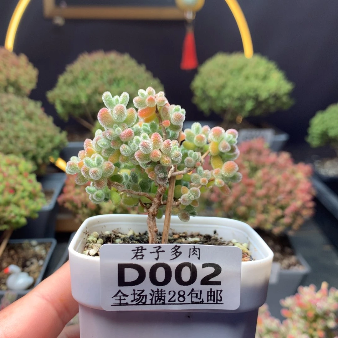 想**豆Ｄ002实生冰晶。