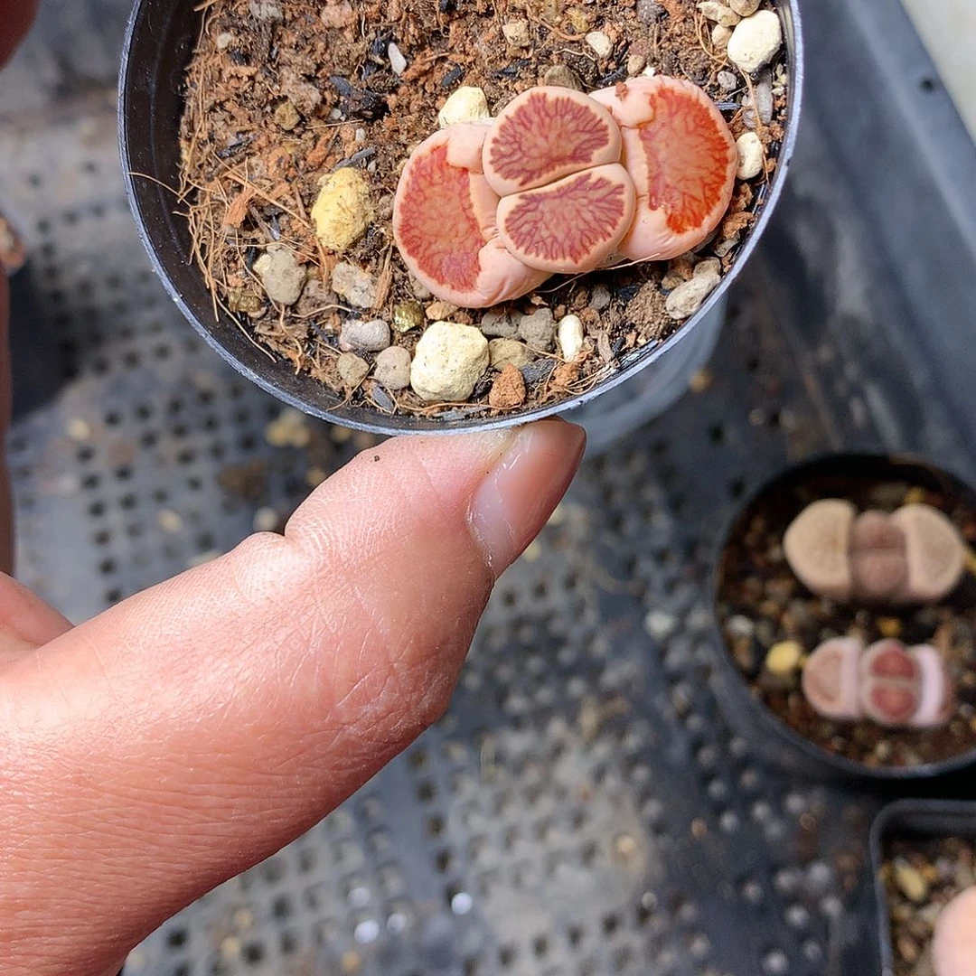 W966多肉植物保护研究所