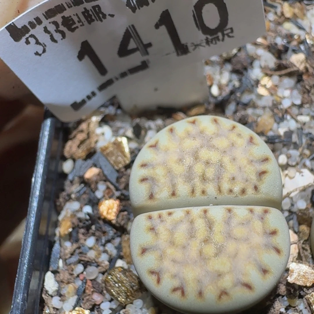 Ssss精品生石花1410