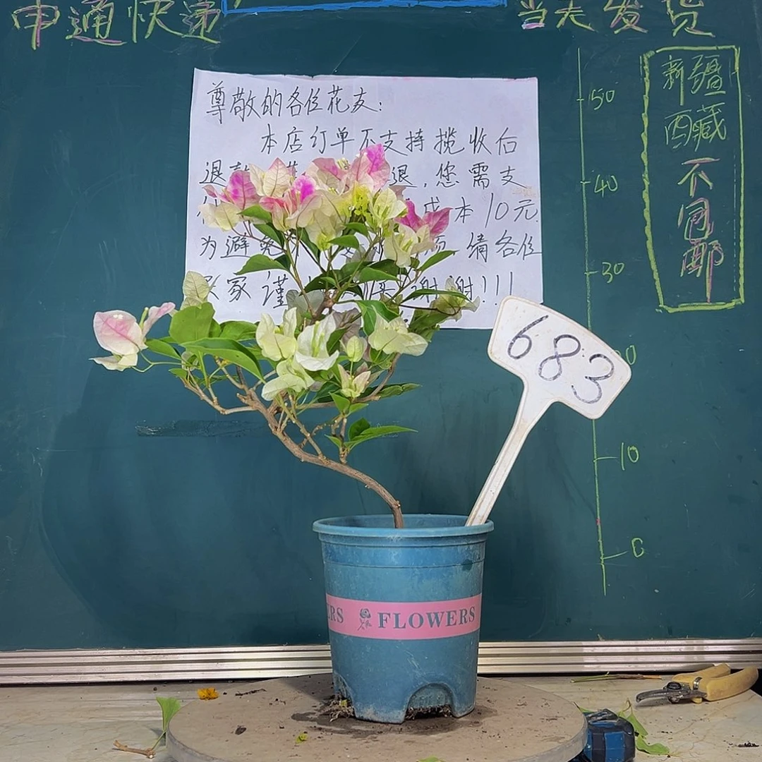 当前无花栽培后可以开花艺术款  漳红樱 683