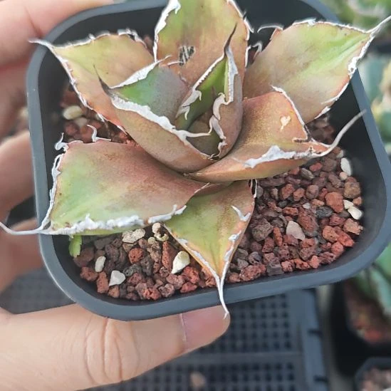 黑豹仁王冠龙舌兰包邮非偏远