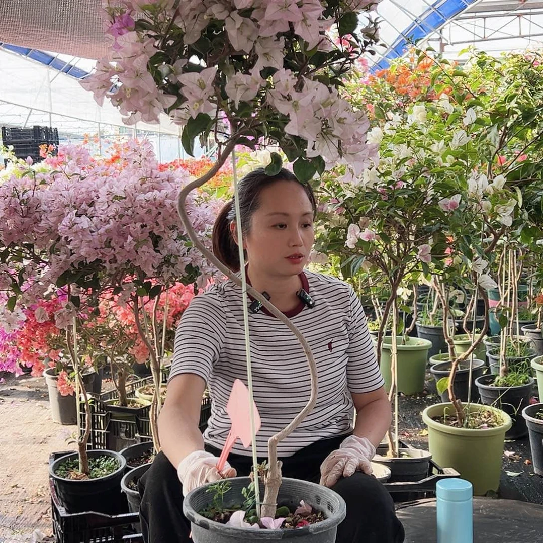 房***菜大部分花苞少量开放D59丽娜