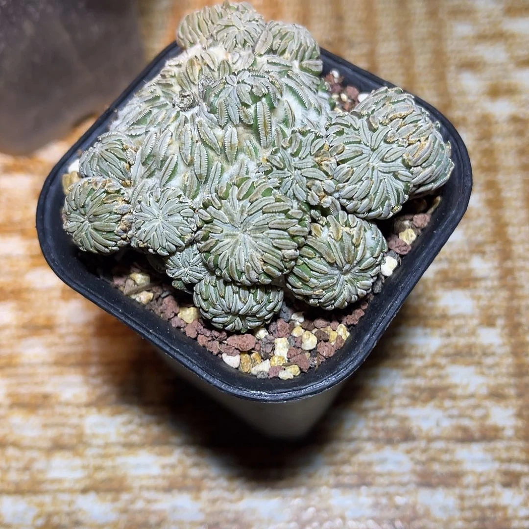 精巧丸仙人球一物一拍
