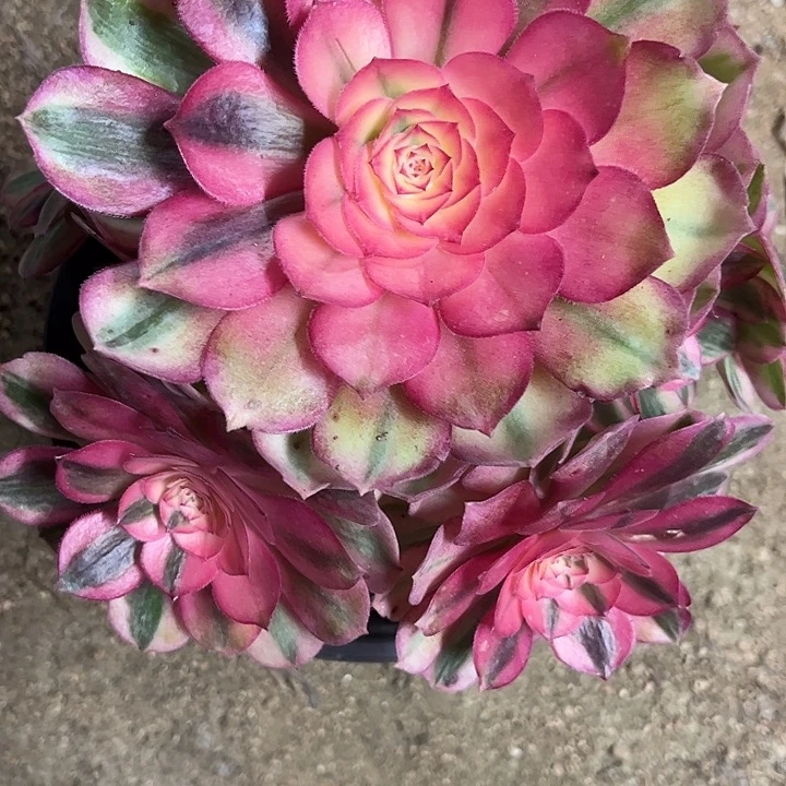 多肉植物荔枝锦…………