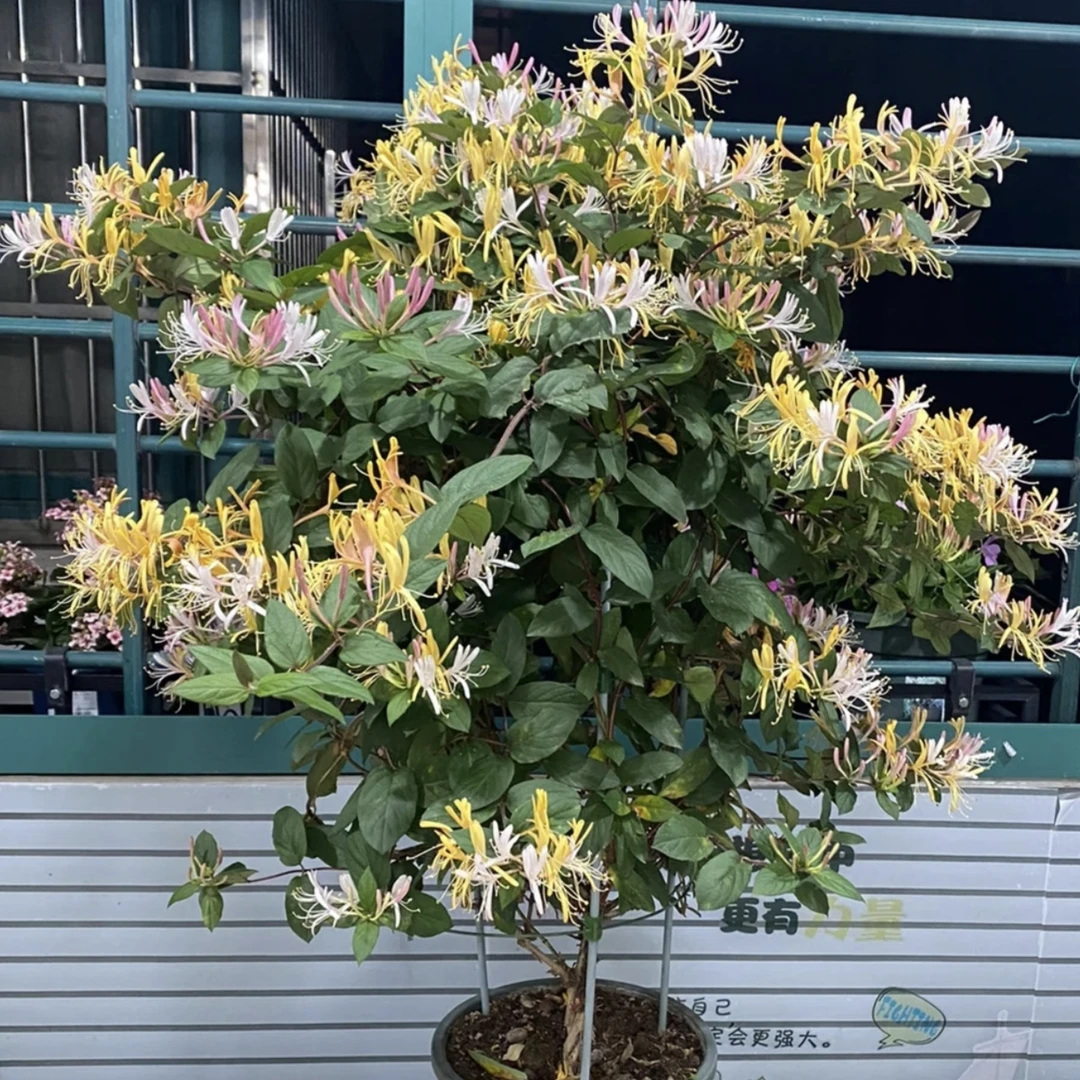 五彩金银花棒棒糖 春季夏季秋季冬季庭院阳台易成活多年生盆栽