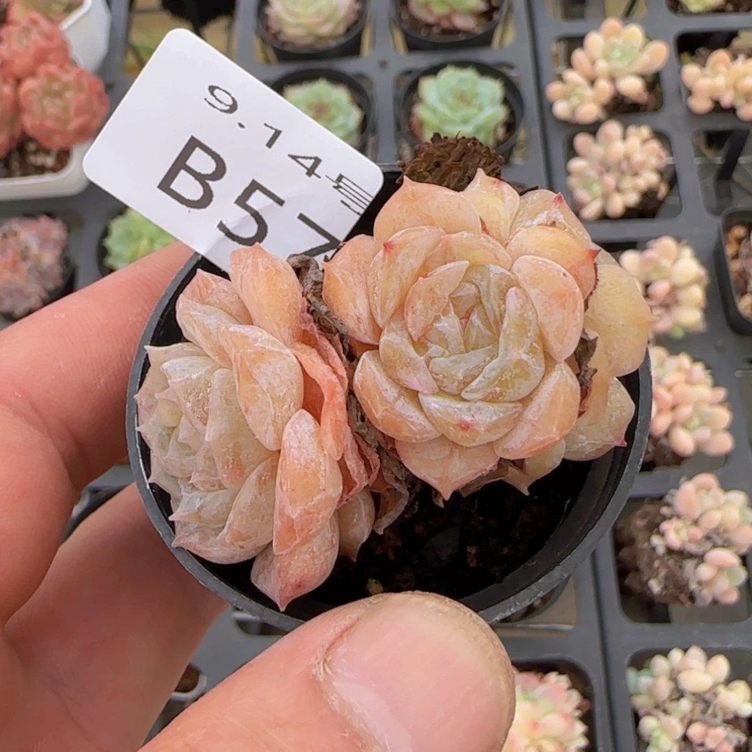 纯爱一颗脱土发货不包整