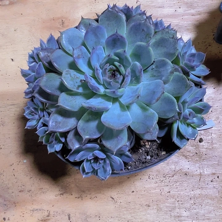 江****多肉00000000000310